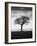 Without Leaves-Martin Henson-Framed Photographic Print