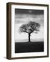 Without Leaves-Martin Henson-Framed Photographic Print