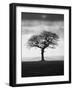 Without Leaves-Martin Henson-Framed Photographic Print