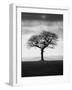 Without Leaves-Martin Henson-Framed Photographic Print