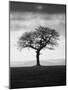 Without Leaves-Martin Henson-Mounted Photographic Print