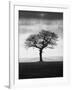 Without Leaves-Martin Henson-Framed Photographic Print