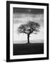 Without Leaves-Martin Henson-Framed Photographic Print