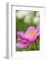 Wittmann's Peony, Paeonia Wittmanniana, Close-Up-Andreas Keil-Framed Photographic Print