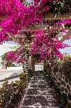 Blooming Red Bougainvillea Flowers in Santorini Island.-wjarek-Photographic Print