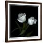 Wo Frayed Egos - Tulips-Magda Indigo-Framed Photographic Print