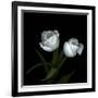 Wo Frayed Egos - Tulips-Magda Indigo-Framed Photographic Print