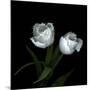 Wo Frayed Egos - Tulips-Magda Indigo-Mounted Photographic Print