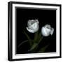 Wo Frayed Egos - Tulips-Magda Indigo-Framed Photographic Print