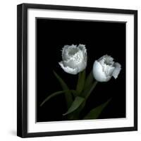 Wo Frayed Egos - Tulips-Magda Indigo-Framed Photographic Print