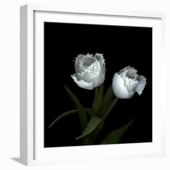 Wo Frayed Egos - Tulips-Magda Indigo-Framed Photographic Print