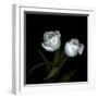 Wo Frayed Egos - Tulips-Magda Indigo-Framed Photographic Print