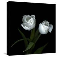 Wo Frayed Egos - Tulips-Magda Indigo-Stretched Canvas