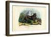 Wolf, 1863-79-Raimundo Petraroja-Framed Giclee Print