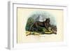 Wolf, 1863-79-Raimundo Petraroja-Framed Giclee Print