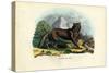 Wolf, 1863-79-Raimundo Petraroja-Stretched Canvas