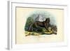 Wolf, 1863-79-Raimundo Petraroja-Framed Giclee Print