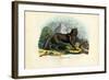 Wolf, 1863-79-Raimundo Petraroja-Framed Giclee Print