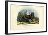 Wolf, 1863-79-Raimundo Petraroja-Framed Giclee Print