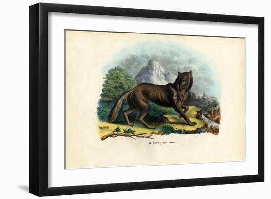 Wolf, 1863-79-Raimundo Petraroja-Framed Premium Giclee Print