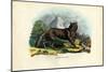 Wolf, 1863-79-Raimundo Petraroja-Mounted Premium Giclee Print