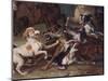 Wolf Attacked by Hounds, Wolf Hunting, Oil Sketch, C.1720-23-François Desportes-Mounted Giclee Print
