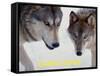 Wolf (Canis Lupus)-Steve Kazlowski-Framed Stretched Canvas