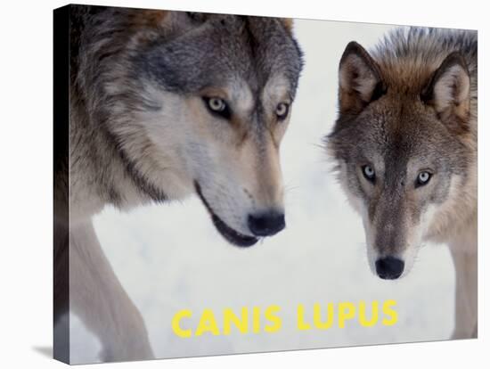 Wolf (Canis Lupus)-Steve Kazlowski-Stretched Canvas