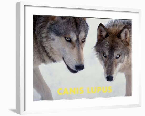 Wolf (Canis Lupus)-Steve Kazlowski-Framed Art Print