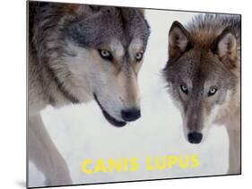 Wolf (Canis Lupus)-Steve Kazlowski-Mounted Art Print