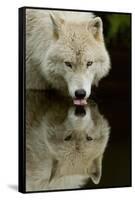 Wolf Drinking-Lantern Press-Framed Stretched Canvas