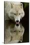 Wolf Drinking-Lantern Press-Stretched Canvas