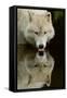 Wolf Drinking-Lantern Press-Framed Stretched Canvas
