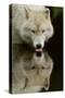 Wolf Drinking-Lantern Press-Stretched Canvas