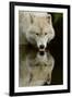 Wolf Drinking-Lantern Press-Framed Art Print