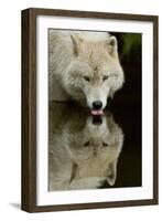 Wolf Drinking-Lantern Press-Framed Art Print