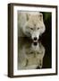 Wolf Drinking-Lantern Press-Framed Art Print