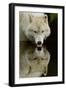 Wolf Drinking-Lantern Press-Framed Art Print