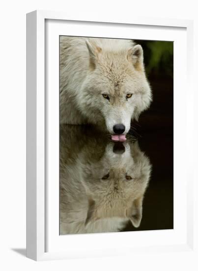 Wolf Drinking-Lantern Press-Framed Art Print