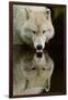 Wolf Drinking-Lantern Press-Framed Art Print