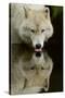 Wolf Drinking-Lantern Press-Stretched Canvas