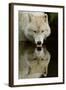 Wolf Drinking-Lantern Press-Framed Art Print