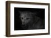 Wolf eyes on black-Sue Demetriou-Framed Photographic Print