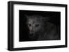 Wolf eyes on black-Sue Demetriou-Framed Photographic Print