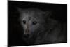 Wolf eyes on black-Sue Demetriou-Mounted Photographic Print