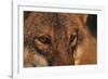 Wolf Eyes-Staffan Widstrand-Framed Giclee Print