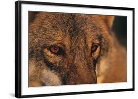 Wolf Eyes-Staffan Widstrand-Framed Giclee Print