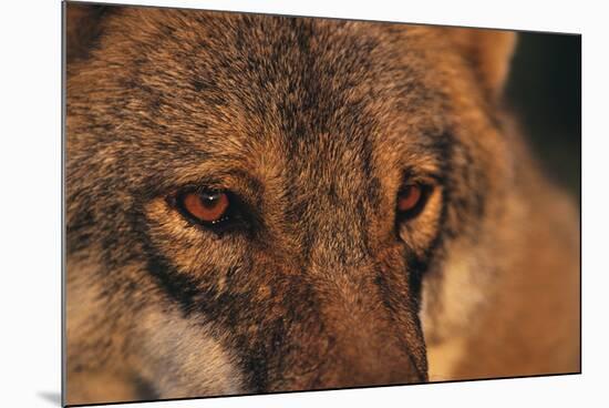 Wolf Eyes-Staffan Widstrand-Mounted Giclee Print