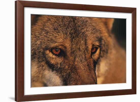 Wolf Eyes-Staffan Widstrand-Framed Giclee Print