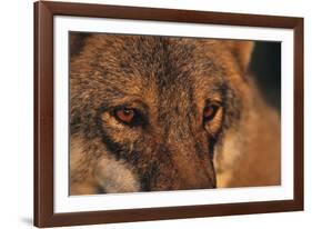 Wolf Eyes-Staffan Widstrand-Framed Giclee Print